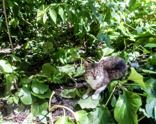 Cica a kertben