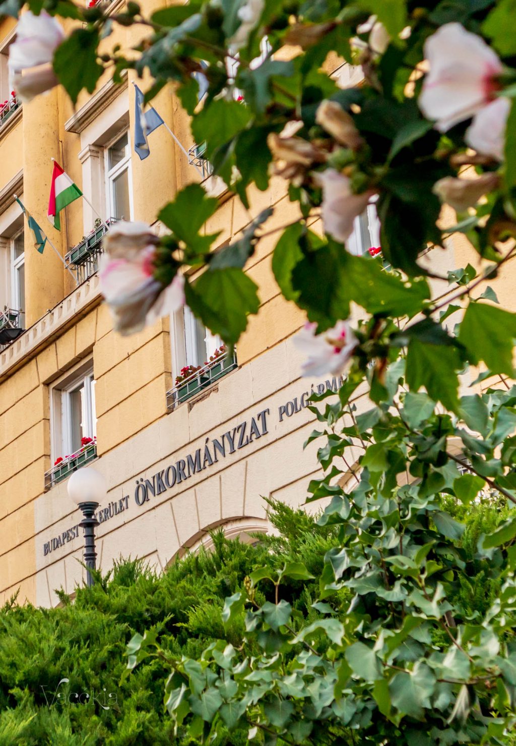 Ki kell tölteni a papírokat a polgármesteri hivatalban (később lehet még változtatni)